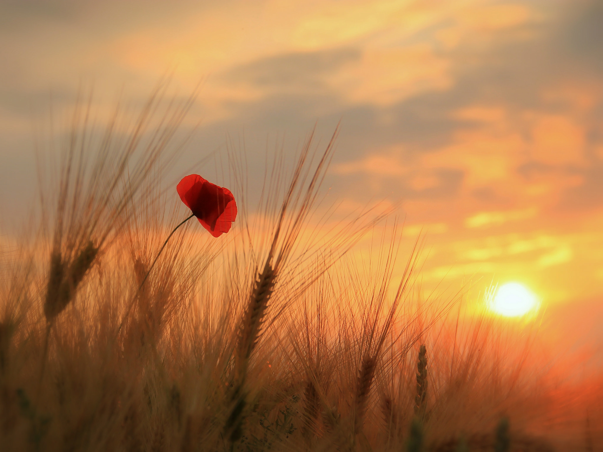 coquelicot