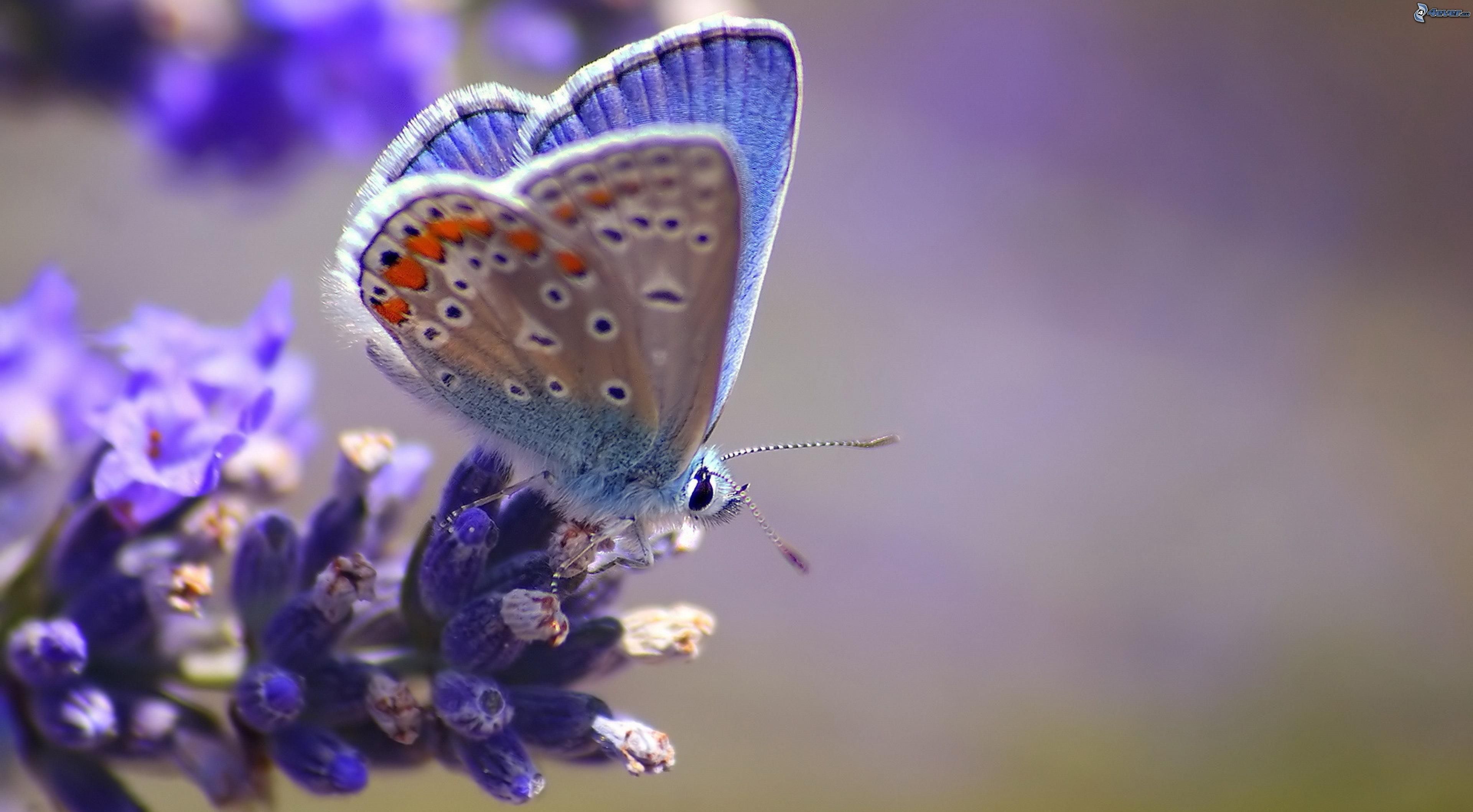 papillon-bleu,-fleur-bleue